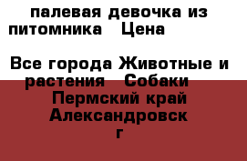 палевая девочка из питомника › Цена ­ 40 000 - Все города Животные и растения » Собаки   . Пермский край,Александровск г.